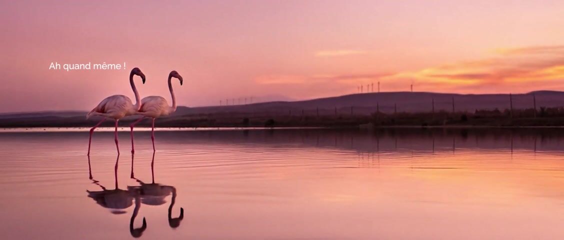 Département de l'Aude — Flamant rose